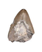 Phytosaur Tooth, Chinle Formation