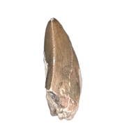 Phytosaur Tooth, Chinle Formation