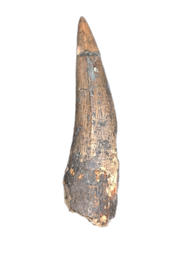 Phytosaur Tooth, Chinle Formation