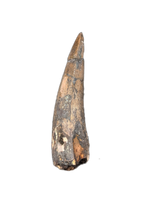 Phytosaur Tooth, Chinle Formation