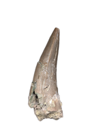 Phytosaur Tooth, Chinle Formation