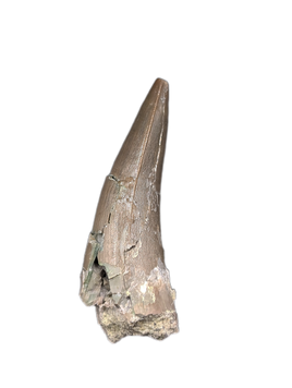 Phytosaur Tooth, Chinle Formation