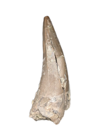 Phytosaur Tooth, Chinle Formation