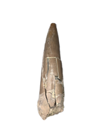 Phytosaur Tooth, Chinle Formation