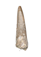 Phytosaur Tooth, Chinle Formation