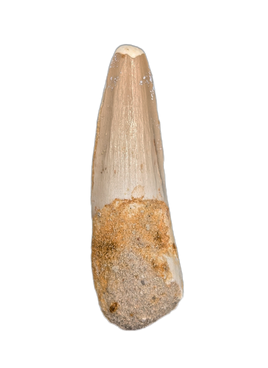 Spinosaurus Tooth