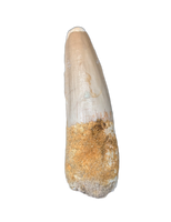 Spinosaurus Tooth