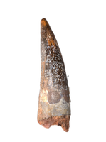 Spinosaurus Tooth