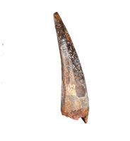 Spinosaurus Tooth