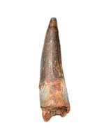 Spinosaurus Tooth