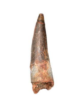 Spinosaurus Tooth