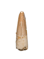 Spinosaurus Tooth