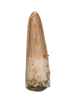 Spinosaurus Tooth