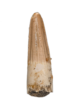 Spinosaurus Tooth