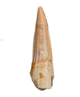 Spinosaurus Tooth