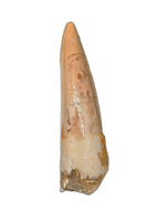 Spinosaurus Tooth