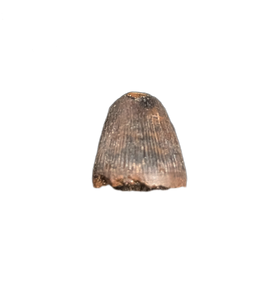 Deinosuchus (Crocodile) Tooth from Texas