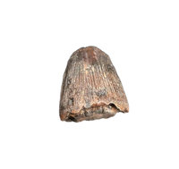 Deinosuchus (Crocodile) Tooth from Texas