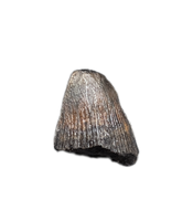 Deinosuchus (Crocodile) Tooth from Texas