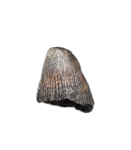 Deinosuchus (Crocodile) Tooth from Texas