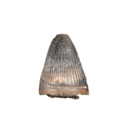 Deinosuchus (Crocodile) Tooth from Texas