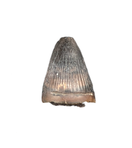 Deinosuchus (Crocodile) Tooth from Texas