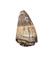 Deinosuchus (Crocodile) Tooth from Texas