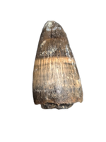 Deinosuchus (Crocodile) Tooth from Texas