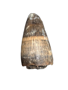 Deinosuchus (Crocodile) Tooth from Texas