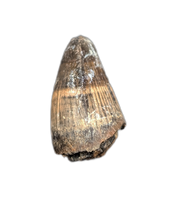 Deinosuchus (Crocodile) Tooth from Texas