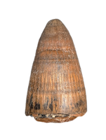 Deinosuchus (Crocodile) Tooth from Texas