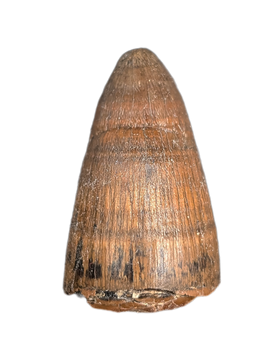 Deinosuchus (Crocodile) Tooth from Texas