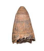 Deinosuchus (Crocodile) Tooth from Texas