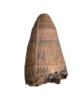 Deinosuchus (Crocodile) Tooth from Texas