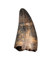 Deinosuchus (Crocodile) Tooth from Texas