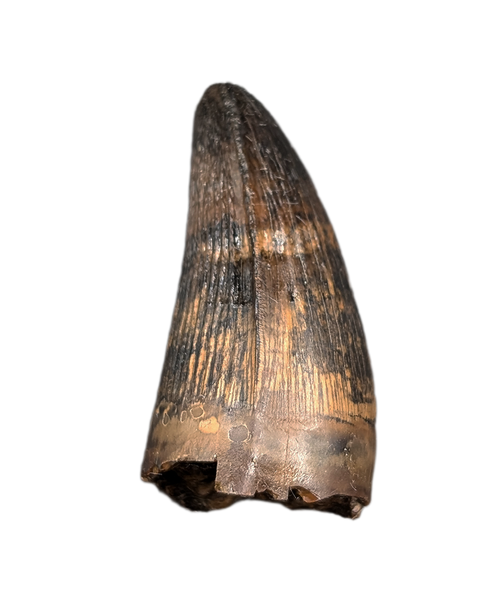 Deinosuchus (Crocodile) Tooth from Texas| The Daily Rex
