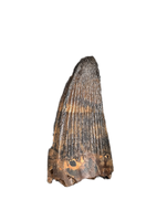 Deinosuchus (Crocodile) Tooth from Texas