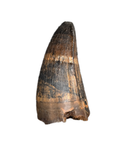 Deinosuchus (Crocodile) Tooth from Texas