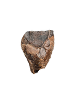 Ceratopsian Tooth, Aguja Formation, Texas