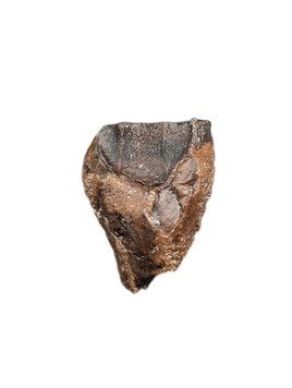 Ceratopsian Tooth, Aguja Formation, Texas