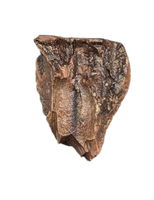 Ceratopsian Tooth, Aguja Formation, Texas