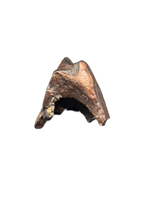 Ceratopsian Tooth, Aguja Formation, Texas