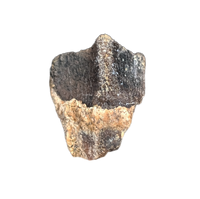 Ceratopsian Tooth, Aguja Formation, Texas