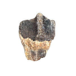 Ceratopsian Tooth, Aguja Formation, Texas