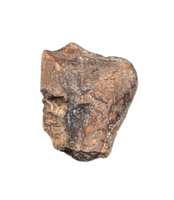 Ceratopsian Tooth, Aguja Formation, Texas