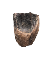 Ceratopsian Tooth, Aguja Formation, Texas