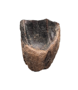 Ceratopsian Tooth, Aguja Formation, Texas