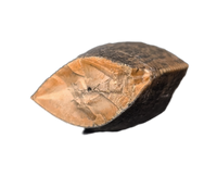 Tyrannosaur (Teratophoneus?) Tooth from the Upper Aguja Formation.