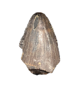 Tyrannosaur (Teratophoneus?) Tooth from the Upper Aguja Formation.