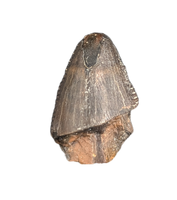 Tyrannosaur (Teratophoneus?) Tooth from the Upper Aguja Formation.